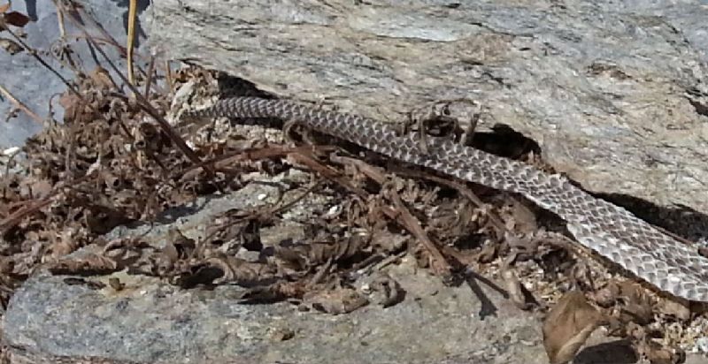 Pelle di serpente: quale?  probabile Biacco